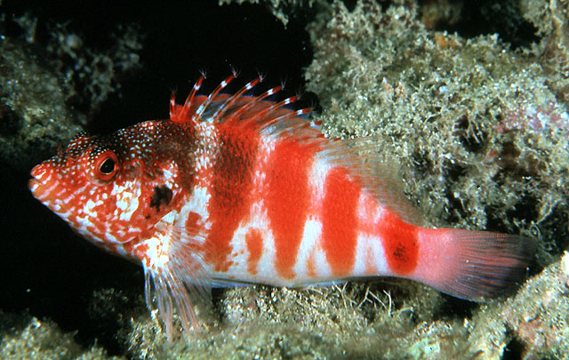 Cirrhitops fasciatus